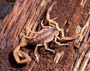 Fight Scorpions