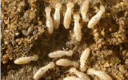 Termites Queen Creek Termite Control Services