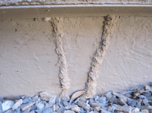 Termite Damage - Termite Infestation Termite Damage - Termite Infestation