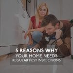 Regular Pest Inspection