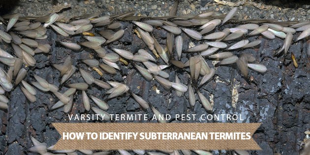 how to identify subterranean termites