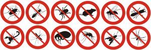 pest free enviroment in glendale