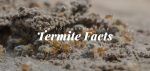 top ten interesting termite facts