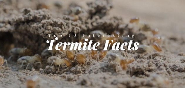 top ten interesting termite facts