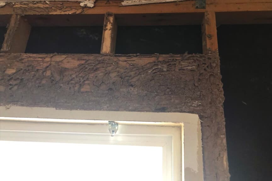 Varsity Termite & Pest Control Team