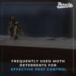 Frequently Used Moth Deterrents for Effective Pest Control