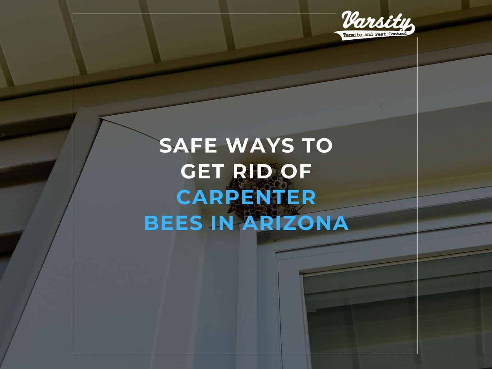 Safe Ways To Get Rid Of Carpenter Bees In Arizona
